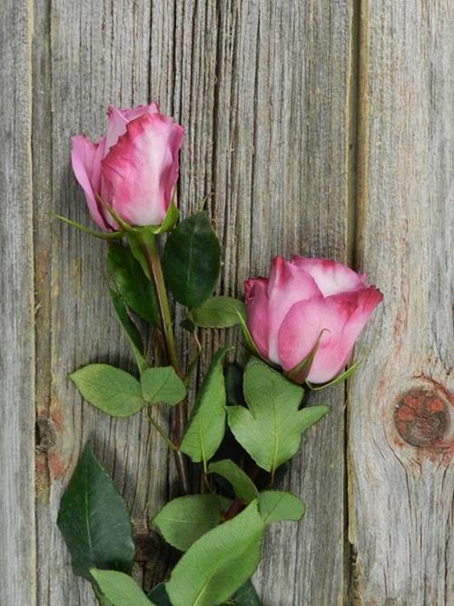 MOODY BLUE  LAVENDER ROSES